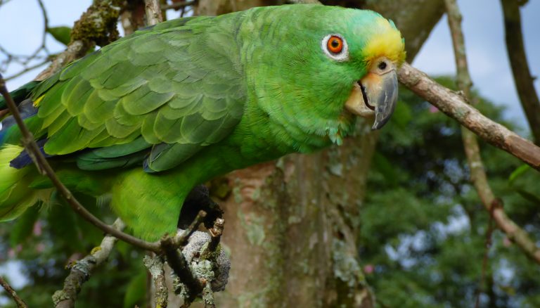 Lora común - Amazona ochrocephala