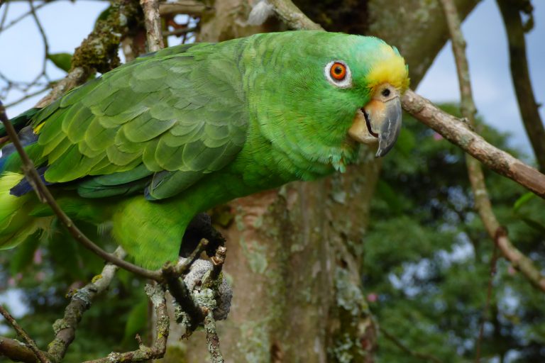 Lora común - Amazona ochrocephala