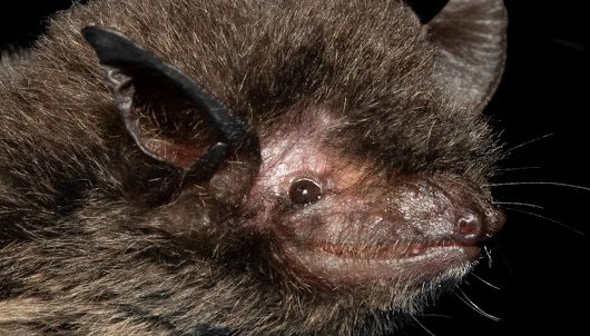 Myotis nigricans 3