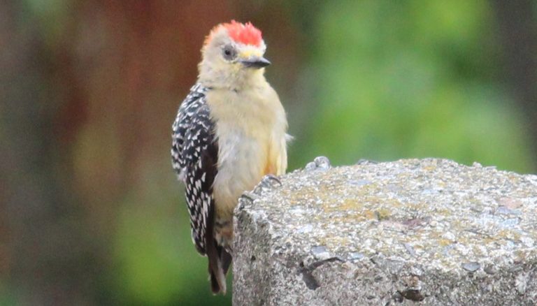 Carpintero habado - Melanerpes rubricapillus