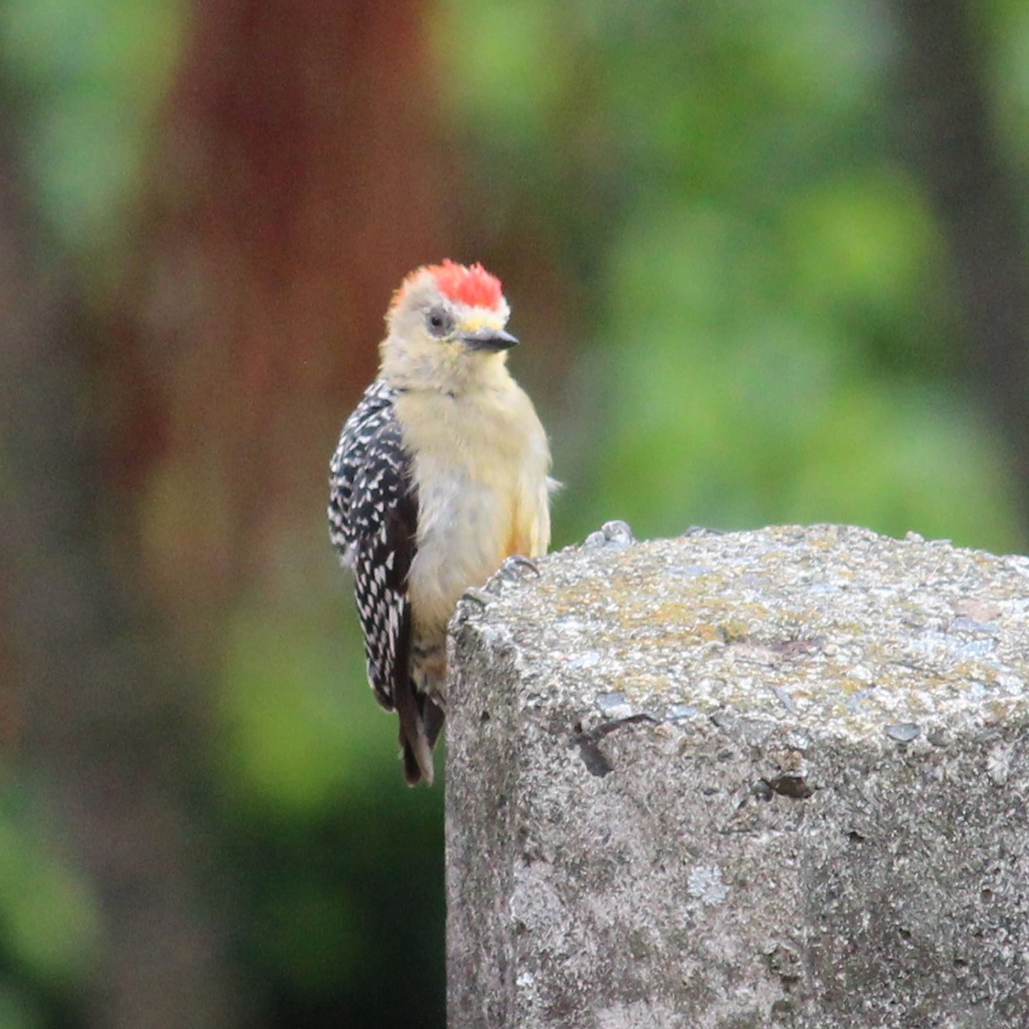Carpintero habado - Melanerpes rubricapillus